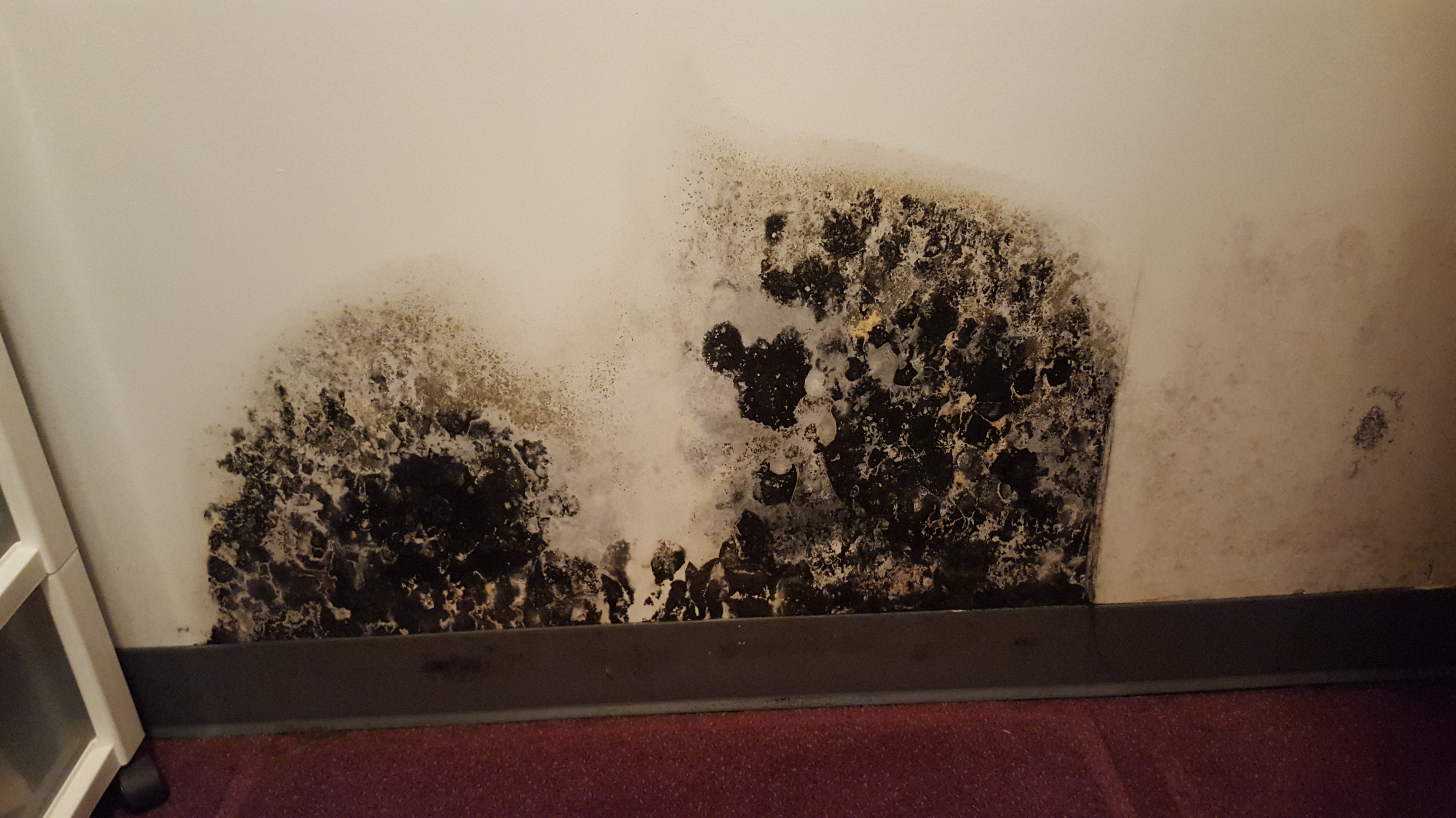 Black Mold